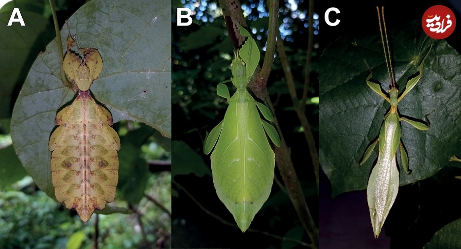 کشف هفت حشرۀ جدید که با «برگ» مو نمی‌زنند!