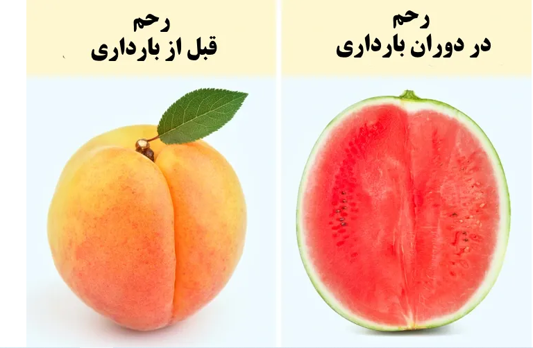 ۹ واقعیت عجیب درباره بارداری که از آن خبر ندارید