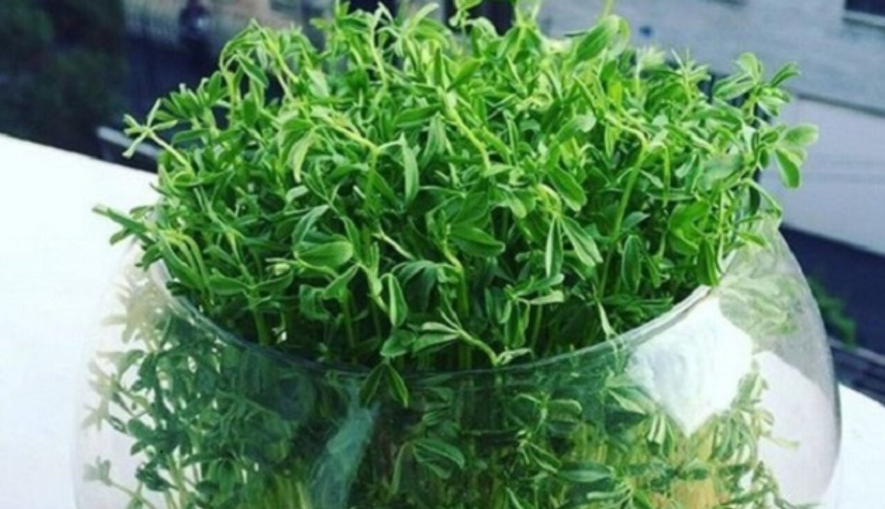 معرفی ۷ مدل سبزه برای سفره هفتسین