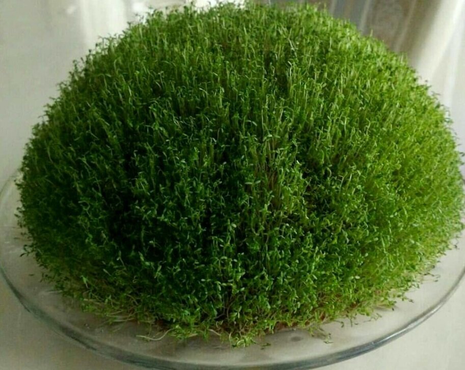 معرفی ۷ مدل سبزه برای سفره هفتسین
