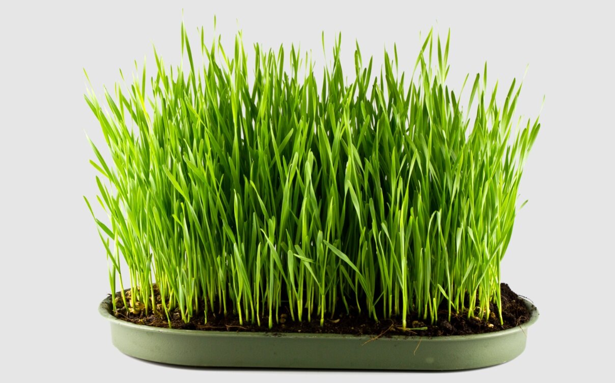 معرفی ۷ مدل سبزه برای سفره هفتسین