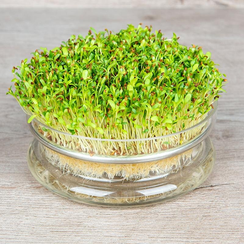 معرفی ۷ مدل سبزه برای سفره هفتسین