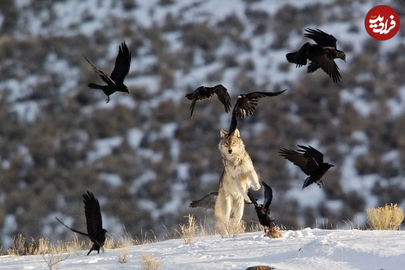 4 افسانه غیرواقعی درباره گرگ‌ها