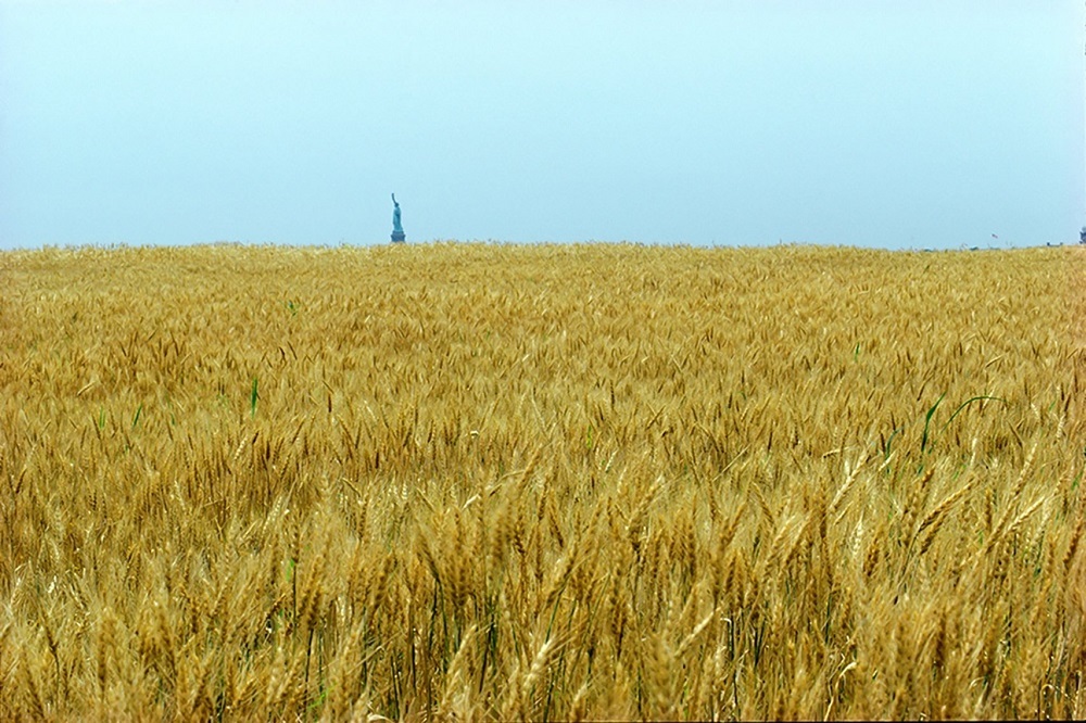 ماجرای زنی که وسط نیویورک گندم کاشت! 