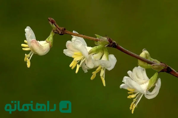 ۸ گل زمستانی که خانه‌تان را گرم می‌کنند