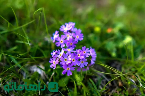 ۸ گل زمستانی که خانه‌تان را گرم می‌کنند