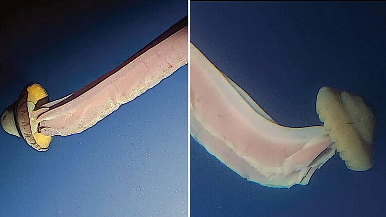 شبح غولپیکر اعماق اقیانوس / شکارچی اسرارآمیز ۱۰ متری که بچههایش را از دهانش به دنیا میآورد