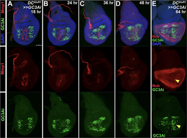 کشف نقش غیرمنتظره سلول‌های در حال مرگ در فرآیند بهبودی