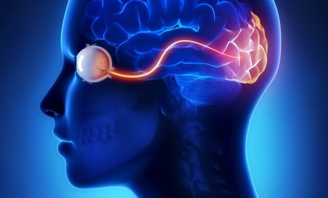 سلولهای بنیادی و امید به بازیابی بینایی