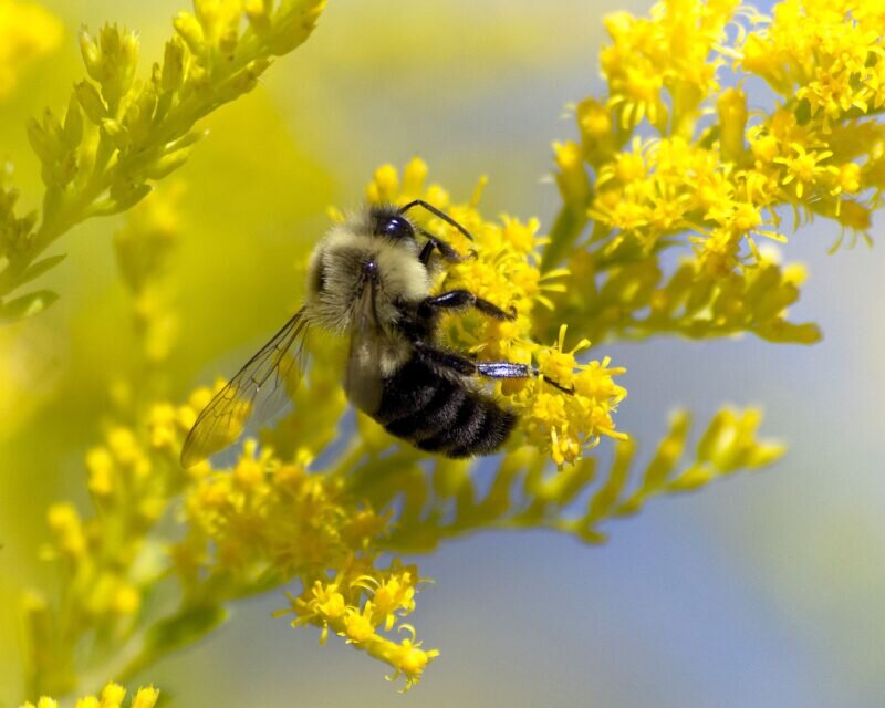 چرا روی زمین همه چیز رنگارنگ است؟