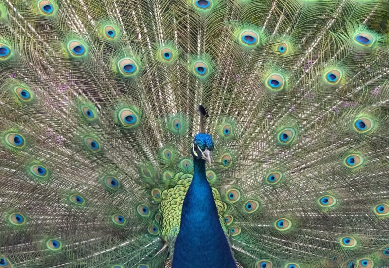 چرا روی زمین همه چیز رنگارنگ است؟