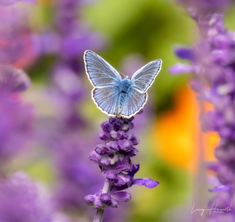 چرا روی زمین همه چیز رنگارنگ است؟