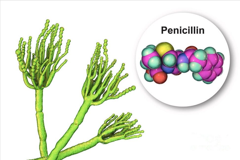 قارچ مرموز مقبره فرعون: تهدیدی که به نجات بشر تبدیل شد