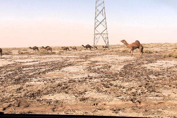 تالاب هامون جازموریان نفس های آخر را می کشد