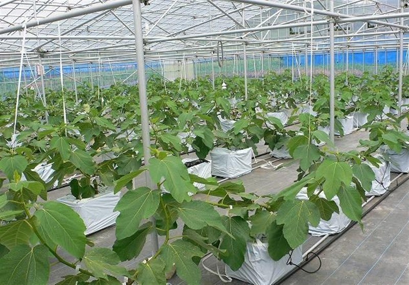 استان سیستان و بلوچستان , 