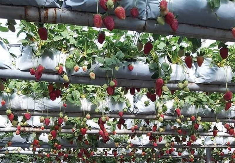 استان سیستان و بلوچستان , 