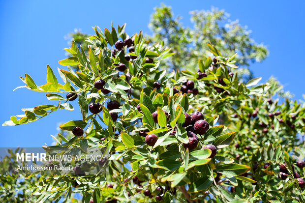 قطب عناب ایران گرفتار خامفروشی؛ کشاورزان امیدوار به رونق بازار