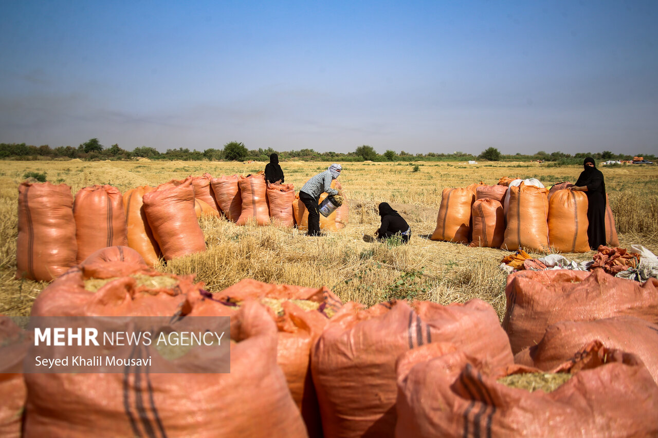 ضیافت خوشه‌ها؛ زردتر از خورشید و پربارتر از همیشه!