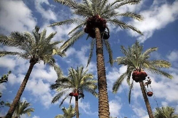 خرماکاران کرمان در سایه ظرفیت‌های مغفول و چالش‌های جدی