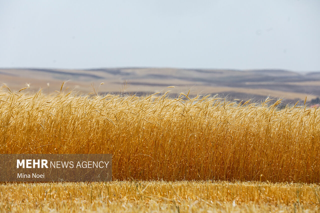 ضیافت خوشه‌ها؛ زردتر از خورشید و پربارتر از همیشه!