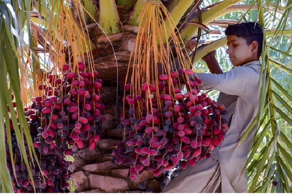 خرماکاران کرمان در سایه ظرفیت‌های مغفول و چالش‌های جدی