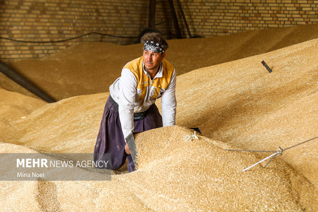 ضیافت خوشه‌ها؛ زردتر از خورشید و پربارتر از همیشه!