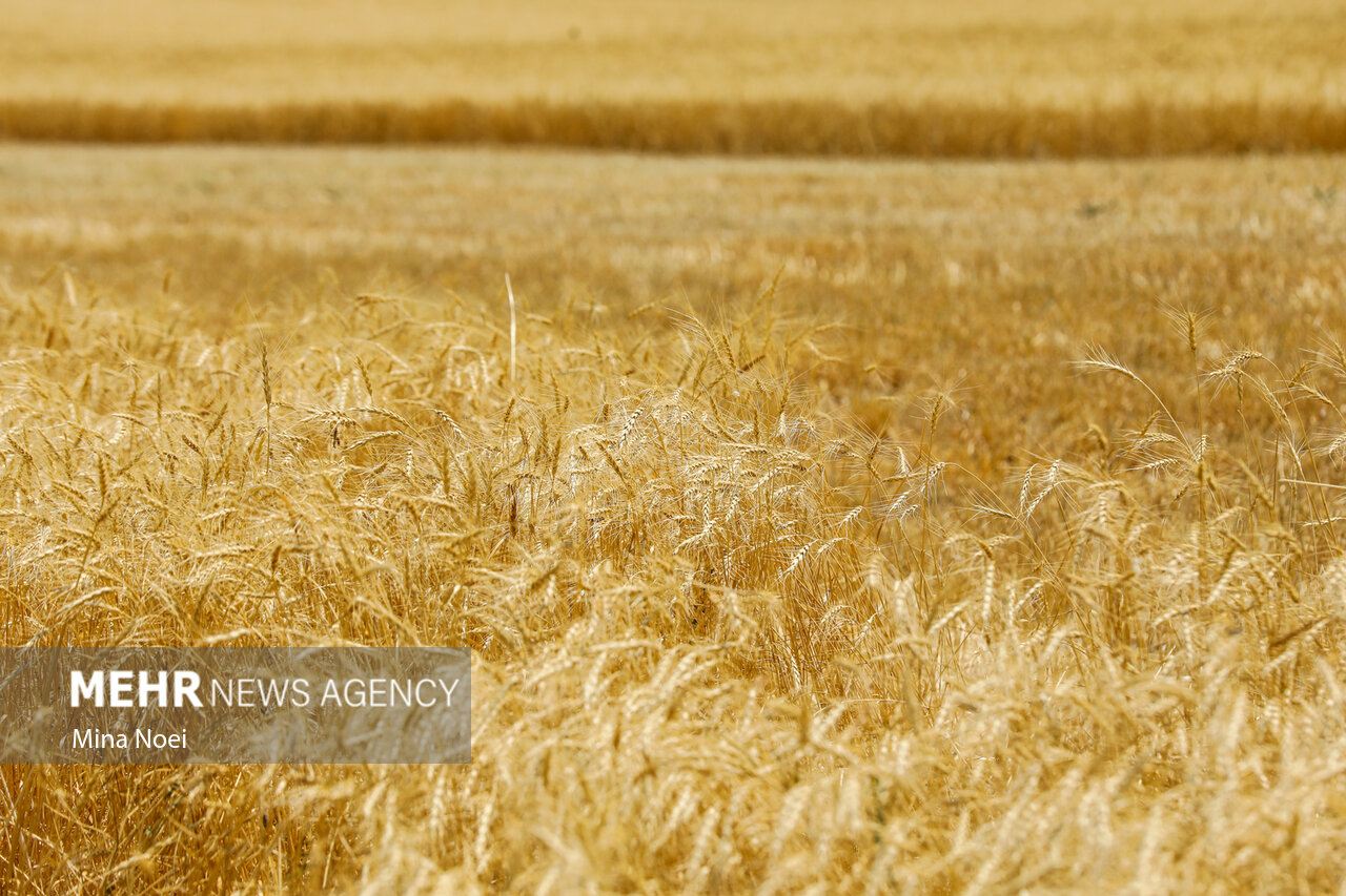 ضیافت خوشه‌ها؛ زردتر از خورشید و پربارتر از همیشه!