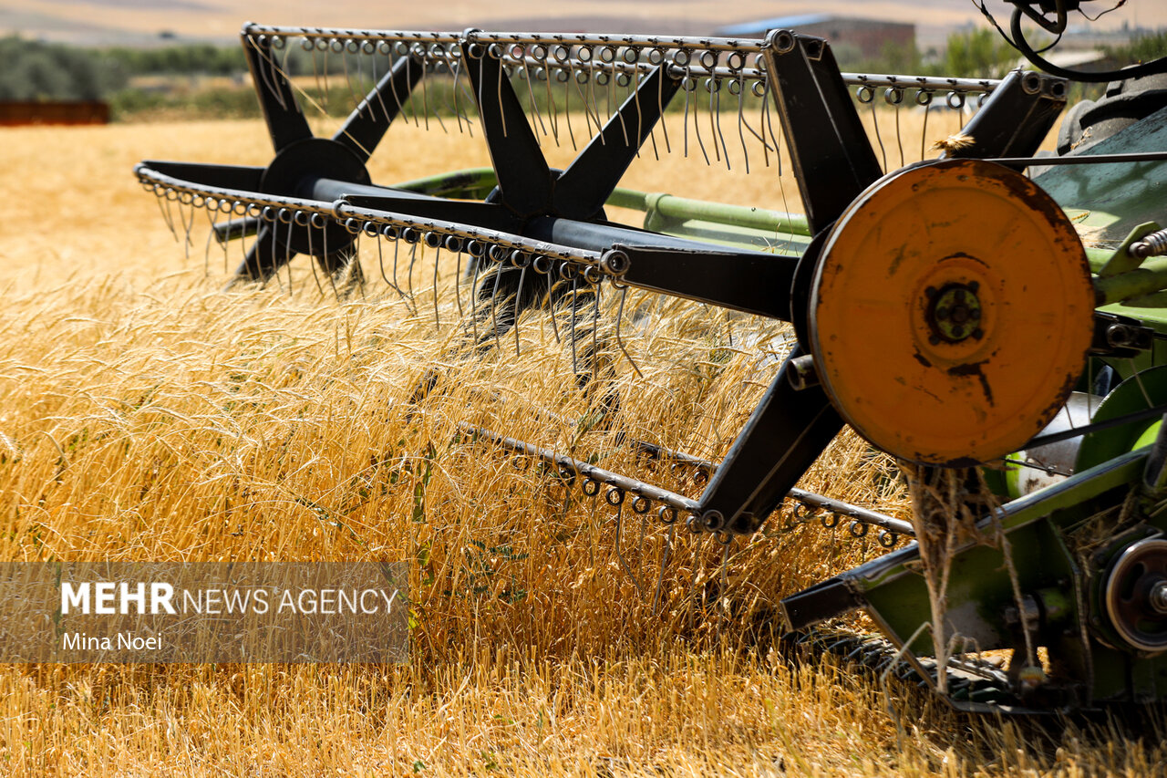 ضیافت خوشه‌ها؛ زردتر از خورشید و پربارتر از همیشه!