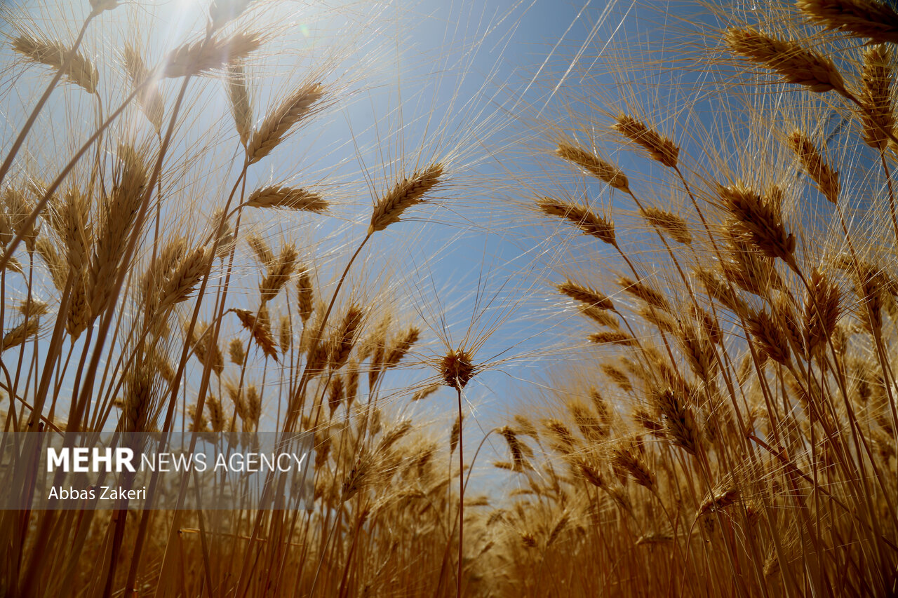 ضیافت خوشه‌ها؛ زردتر از خورشید و پربارتر از همیشه!