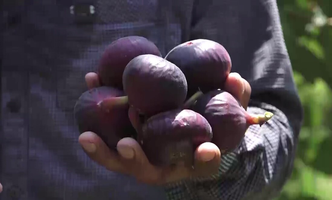 انجیرها رسیدند اما آب نرسید!