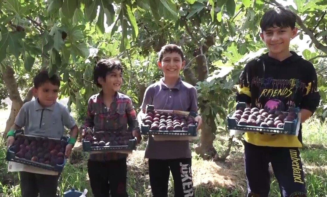 انجیرها رسیدند اما آب نرسید!