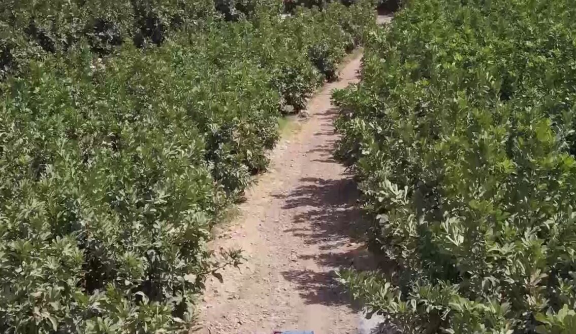 انجیرها رسیدند اما آب نرسید!