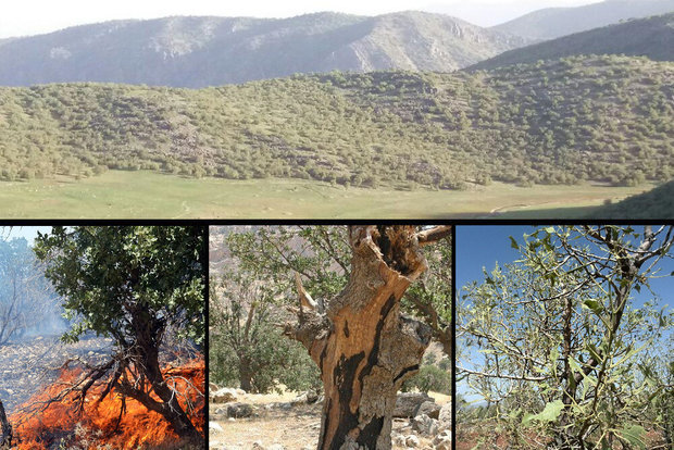 مردان بی‌ادعای زاگرس؛ روایتی از جان‌فشانی در سایه کمبودها!