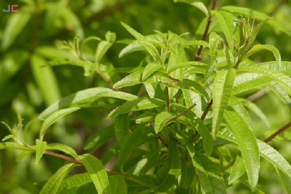 اهمیت کشت گیاهان دارویی در سیستان و بلوچستان