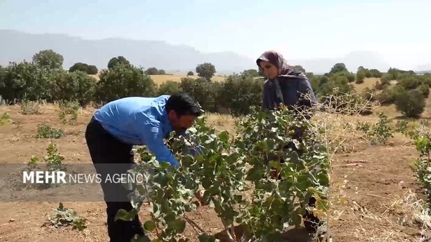 جوانه‌های امید از دل خشکسالی؛ پسته جای برنج نشست!