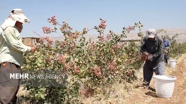 جوانه‌های امید از دل خشکسالی؛ پسته جای برنج نشست!