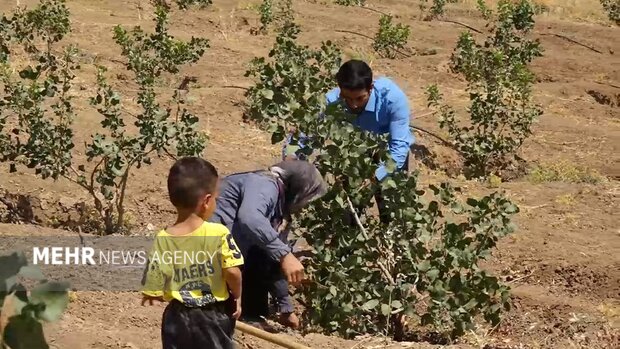 جوانه‌های امید از دل خشکسالی؛ پسته جای برنج نشست!